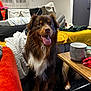 blanket, brown_dog, coffee_table, comfort, couch, cozy, dog, floor, fur, happy, home, indoors, living_room, mug, pet, relaxed, sitting, snack, table, tongue