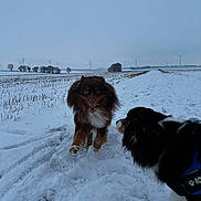 Ugo Boss participe au concours pour gagner de l'argent avec cette photo : animal, canine, cold, daylight, dog, field, fur, landscape, nature, outdoor, pets, playful, rural, snow, snowy_ground, trees, two_dogs, walking, wind_turbine, winter