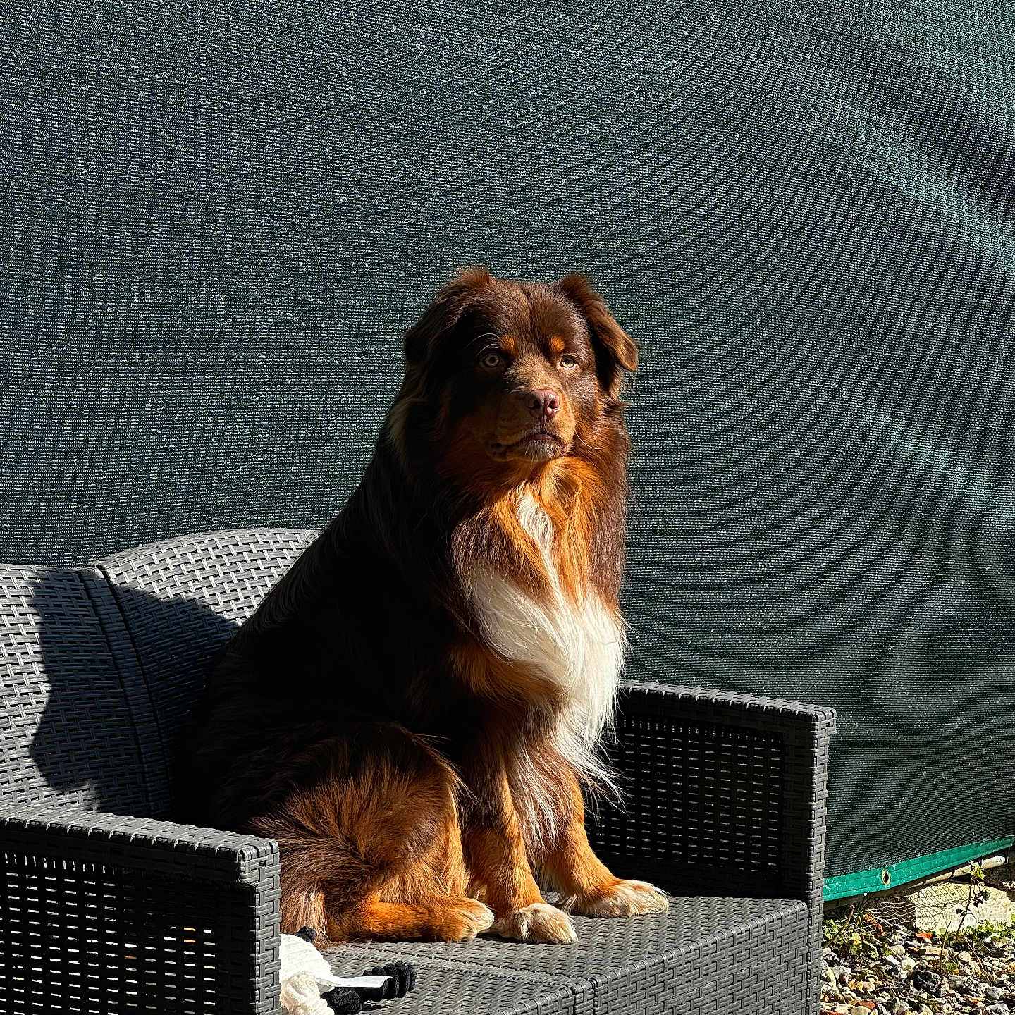 Ugo Boss a rejoint le concours — aidez-le/la à gagner de superbes lots ! attentive, bench, black, brown, calm, canine, daylight, dog, fence, fur, grass, nature, outdoor, pet, rocks, shadow, sitting, sunlight, white, woven_bench