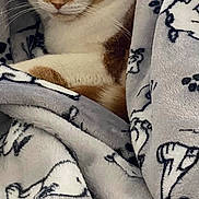 Cheeto is registered to the contest to win money with this photo: cat, orange_cat, white_cat, sleeping, cozy, blanket, dog_pattern, soft_texture, indoor, resting, pet, cute, fur, animal, snuggled, comfort, close_up, relaxation, warm, peaceful