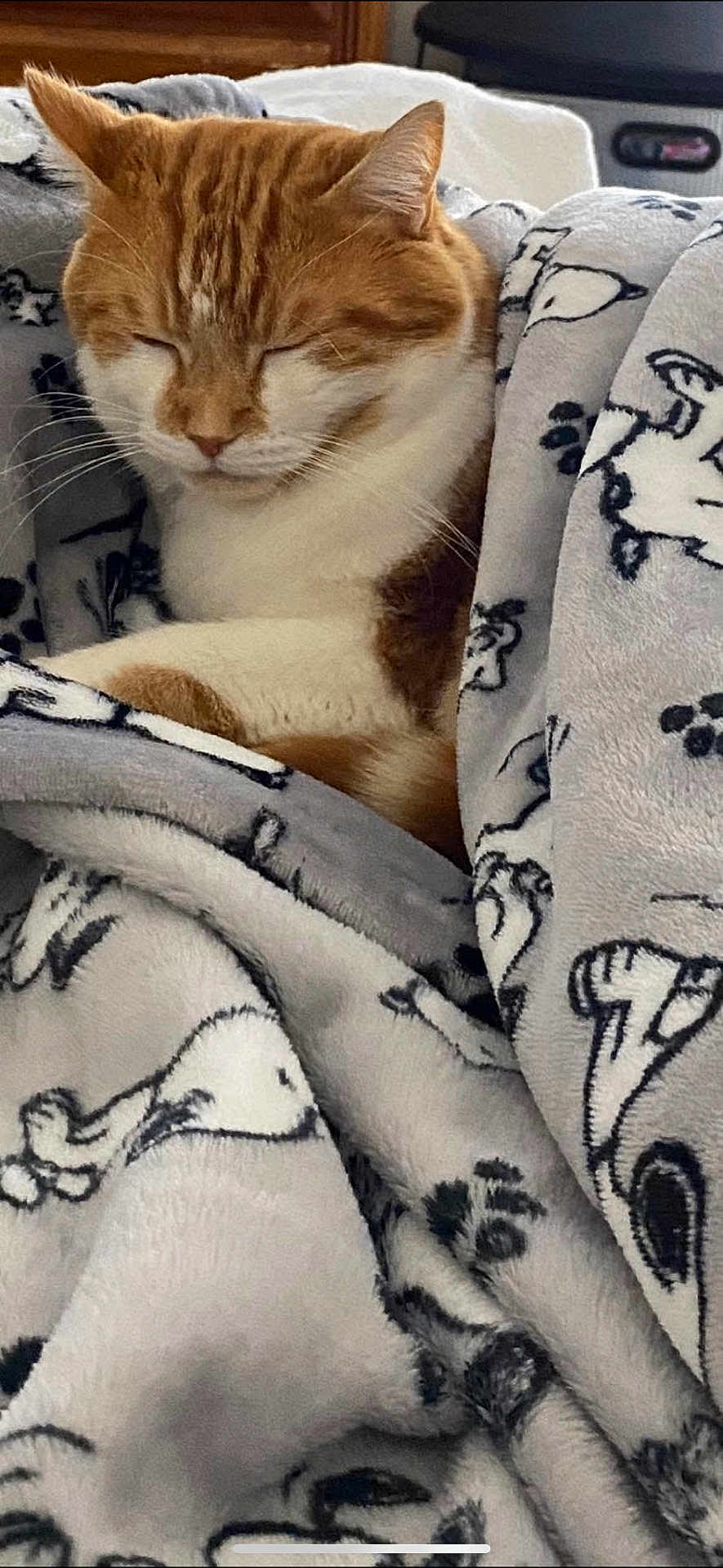 Cheeto is registered to the contest to win money with this photo: cat, orange_cat, white_cat, sleeping, cozy, blanket, dog_pattern, soft_texture, indoor, resting, pet, cute, fur, animal, snuggled, comfort, close_up, relaxation, warm, peaceful