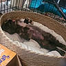animal_habitat, animal_portrait, bedding, belly_up, black_and_brown, blue_tunnel, cage, cute, fur, guinea_pig, indoor, pet_bed, pet_care, relaxed, resting, rodent, sleeping, small_pet, wood_shavings, woven_basket