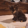 animal, bed, bedroom, blanket, books, bookshelf, cat, cozy, ears, fluffy, fur, indoor, kitten, paws, pet, portrait, sitting, tortoiseshell, whiskers, wooden_headboard