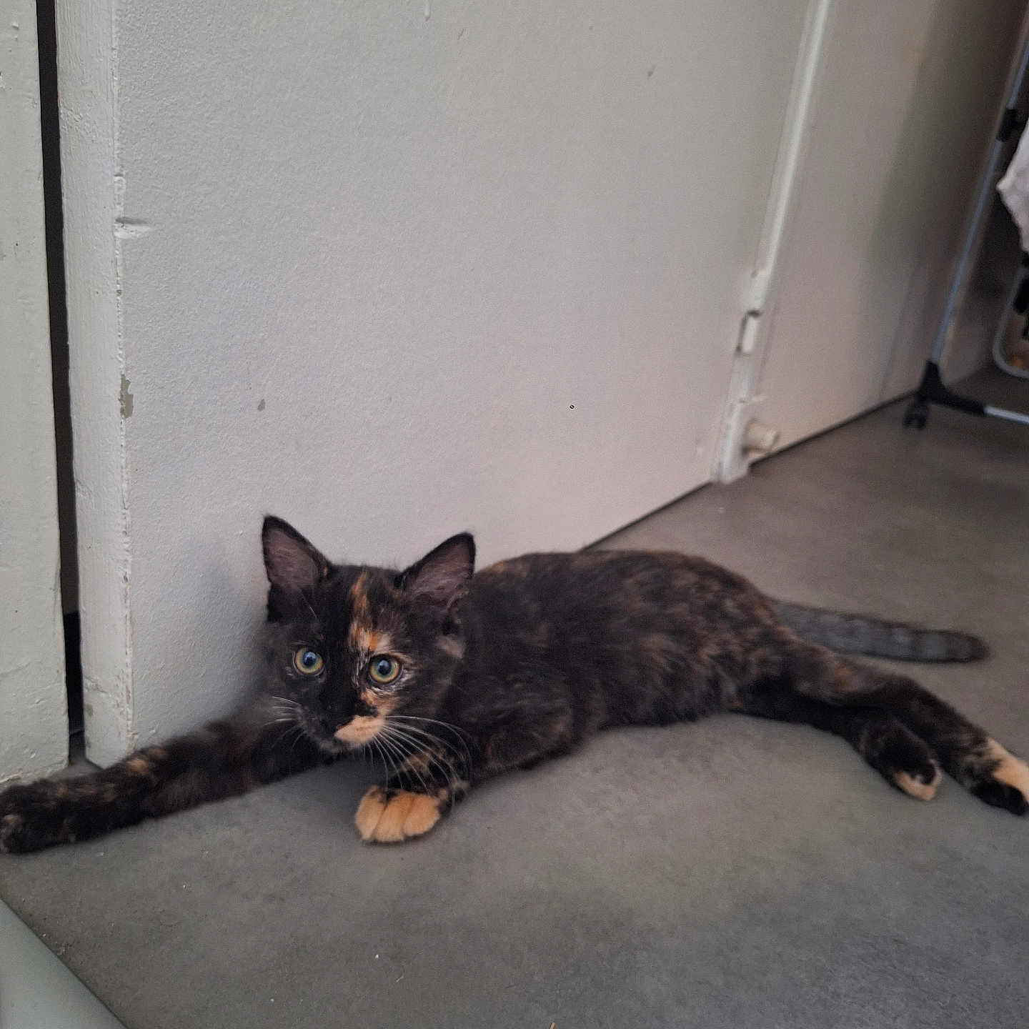 Stella participe au concours pour gagner de l'argent avec cette photo : adorable, animal, cat, ears, feline, floor, fur, gray_background, hallway, indoor, kitten, lying_down, paws, pet, portrait, stretching, tail, tortoiseshell_cat, whiskers, wide_eyes