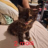 Stella a rejoint le concours — aidez-le/la à gagner de superbes lots ! bed, bedroom, black_cat, blanket, blue_eyes, cat, cozy, fluffy, fur, indoor, kitten, meowing, open_mouth, person, pet, sitting, text_overlay, tortoiseshell, whiskers, young_animal