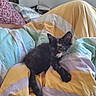 Stella a rejoint le concours — aidez-le/la à gagner de superbes lots ! animal, bed, bedroom, bedspread, black_cat, blanket, cat, colorful, ears, feline, green_eyes, home, indoor, kitten, lying_down, paw, pet, sitting, tortoiseshell, whiskers