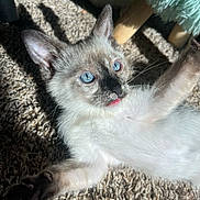 Mamas joined the competition — help win amazing prizes! animal, blue_eyes, carpet, cat, cute, fur, indoor, kitten, paw, pet, playful, resting, shadow, siamese, small, sunlight, texture, tongue, whiskers, young