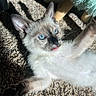 animal, blue_eyes, carpet, cat, cute, fur, indoor, kitten, paw, pet, playful, resting, shadow, siamese, small, sunlight, texture, tongue, whiskers, young