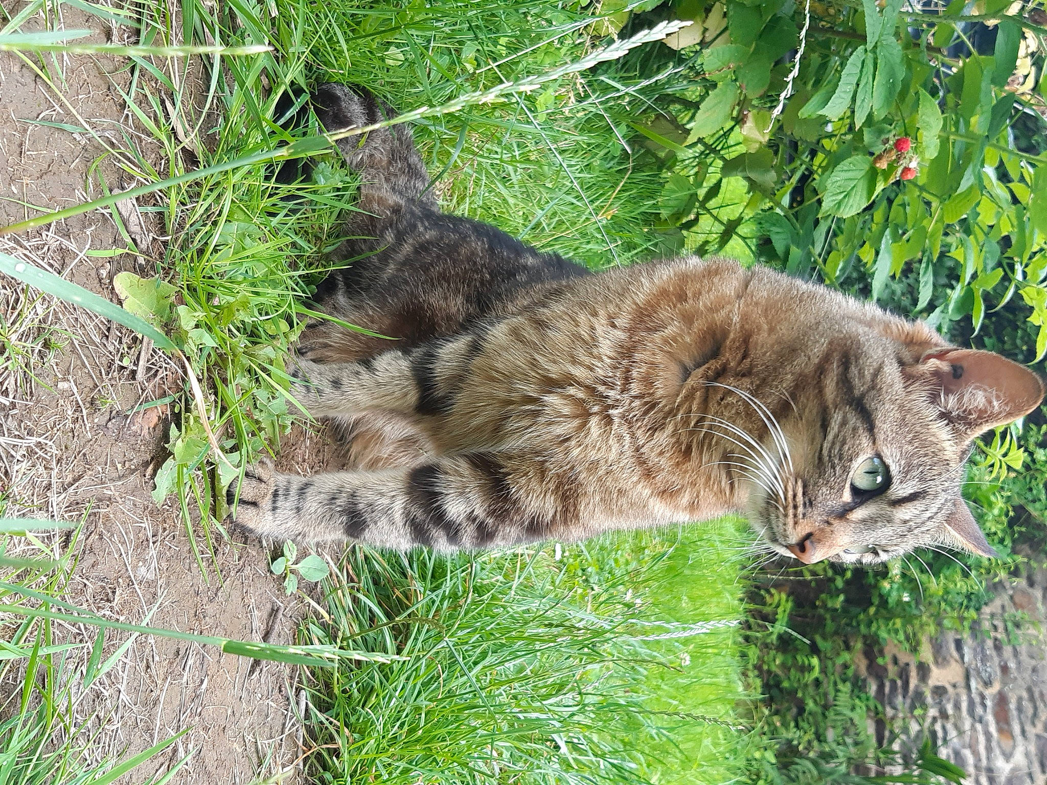 Mala participe au concours pour gagner de l'argent avec cette photo : carnivore, cat, domestic_short_haired_cat, dragon_li, european_shorthair, felidae, fur, grass, norwegian_forest_cat, pixie_bob, plant, rusty_spotted_cat, small_to_medium_sized_cats, tabby_cat, tail, tree, whiskers, wild_cat, wildlife