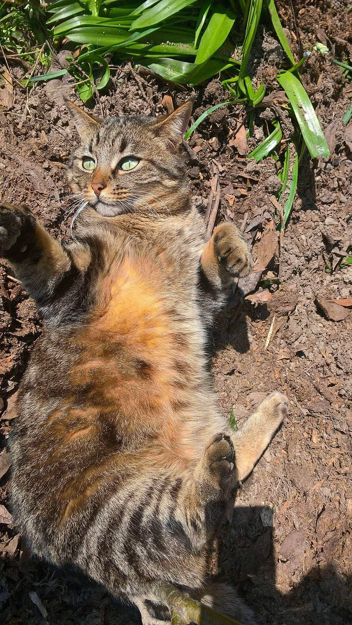 Mala a rejoint le concours — aidez-le/la à gagner de superbes lots ! american_bobtail, asian, bobcat, carnivore, cat, domestic_short_haired_cat, dragon_li, european_shorthair, felidae, grass, lynx, mammal, pixie_bob, rusty_spotted_cat, small_to_medium_sized_cats, tabby_cat, terrestrial_animal, whiskers, wild_cat, wildlife