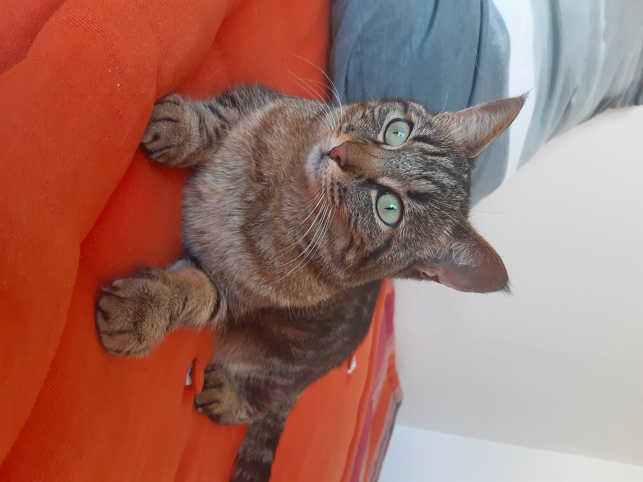 Mala a rejoint le concours — aidez-le/la à gagner de superbes lots ! asian, carnivore, cat, chartreux, domestic_short_haired_cat, dragon_li, european_shorthair, felidae, german_rex, kitten, korat, mammal, nebelung, organism, pixie_bob, small_to_medium_sized_cats, snout, tabby_cat, vertebrate, whiskers