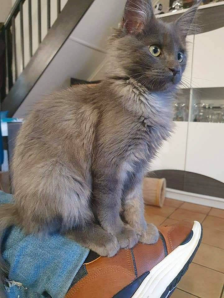 Ravens a rejoint le concours — aidez-le/la à gagner de superbes lots ! box, british_longhair, carnivore, cat, cat_supply, claw, comfort, domestic_short_haired_cat, fawn, felidae, flooring, fur, paw, small_to_medium_sized_cats, snout, tail, terrestrial_animal, whiskers, window, wood