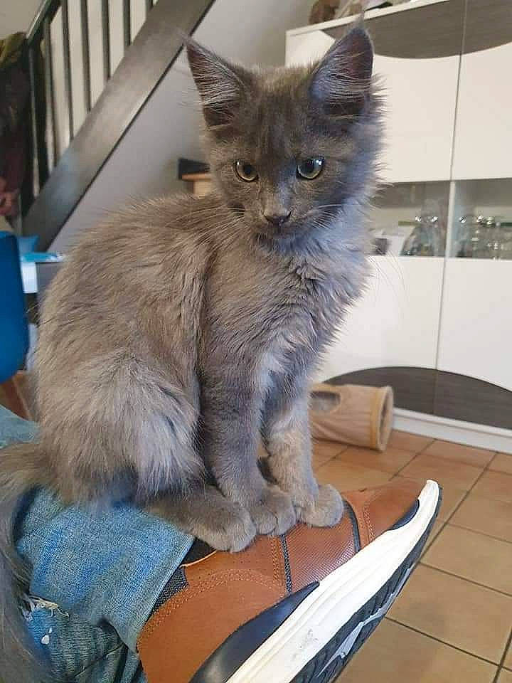 Ravens participe au concours pour gagner de l'argent avec cette photo : box, carnivore, cat, claw, comfort, domestic_short_haired_cat, fawn, felidae, flooring, fur, grey, hardwood, paw, sitting, small_to_medium_sized_cats, snout, tail, terrestrial_animal, whiskers, wood