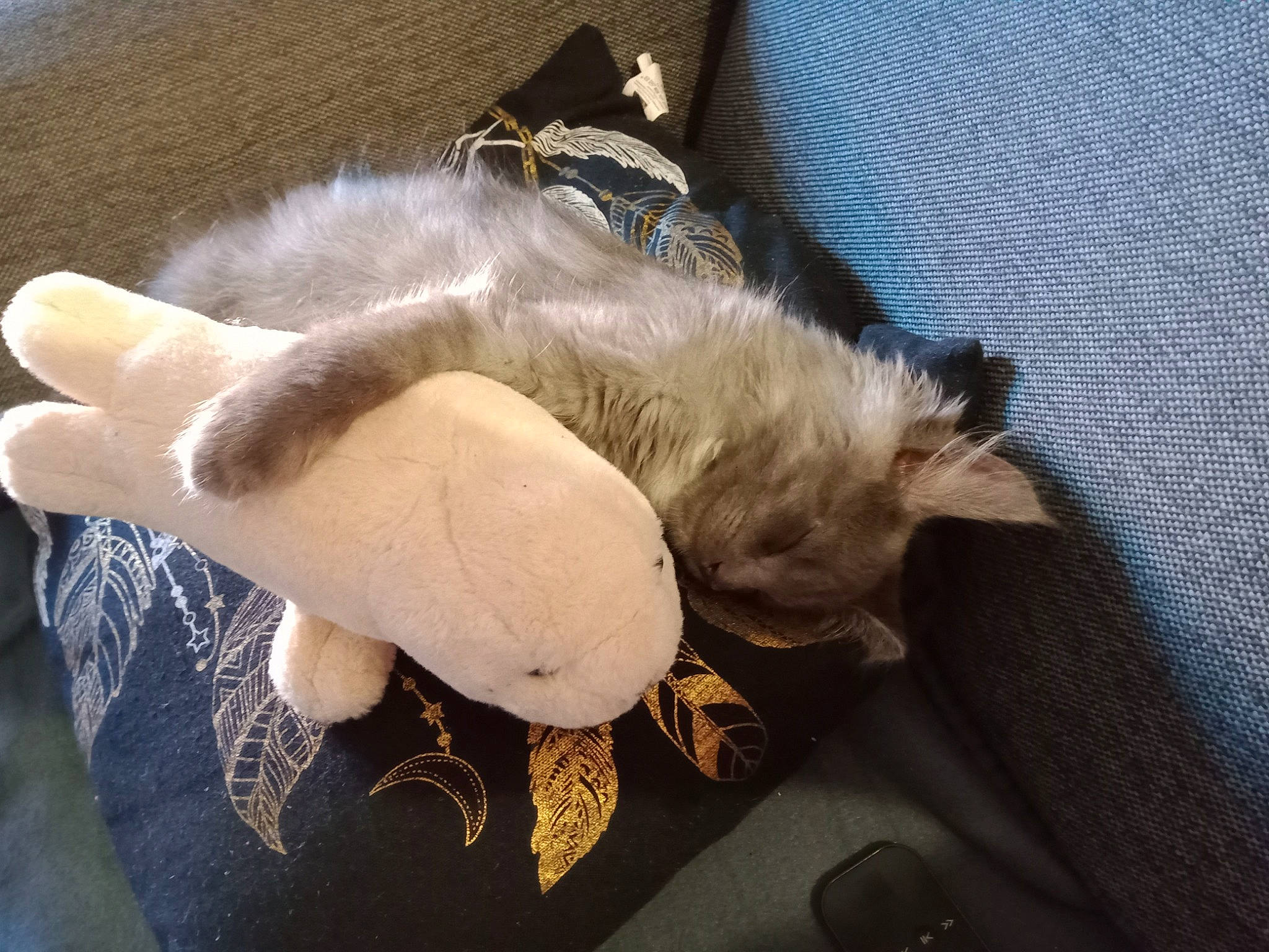 Ravens participe au concours pour gagner de l'argent avec cette photo : canidae, carnivore, cat_supply, claw, comfort, companion_dog, dog_breed, fawn, felidae, fur, nap, paw, sleep, small_to_medium_sized_cats, snout, sporting_group, tail, whiskers, wing