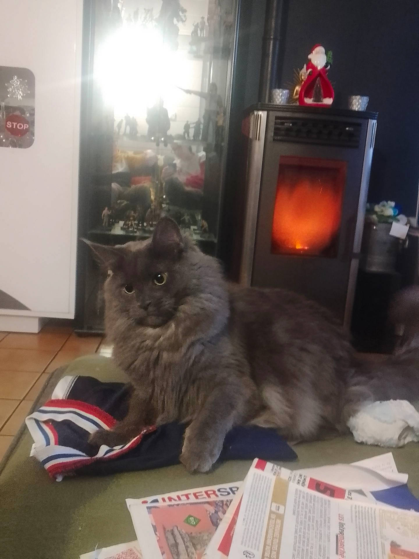 Ravens participe au concours pour gagner de l'argent avec cette photo : box, british_longhair, carnivore, cat, domestic_short_haired_cat, felidae, floor, flooring, fur, gas, grey, hardwood, heat, small_to_medium_sized_cats, snout, tail, television, television_set, whiskers, wood_burning_stove