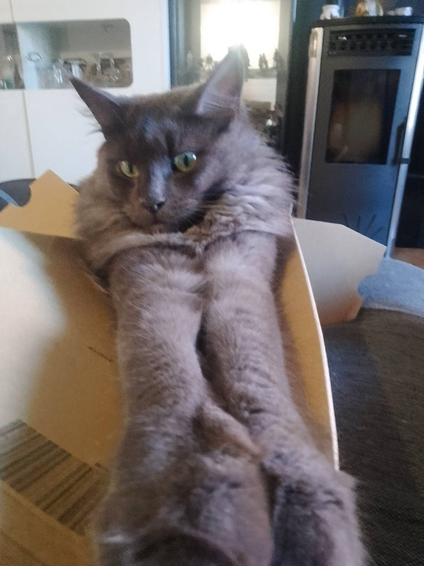 Ravens participe au concours pour gagner de l'argent avec cette photo : black_cat, carnivore, cat, chartreux, claw, comfort, domestic_short_haired_cat, door, felidae, fur, grey, hardwood, paw, small_to_medium_sized_cats, snout, table, tail, whiskers, window, wood