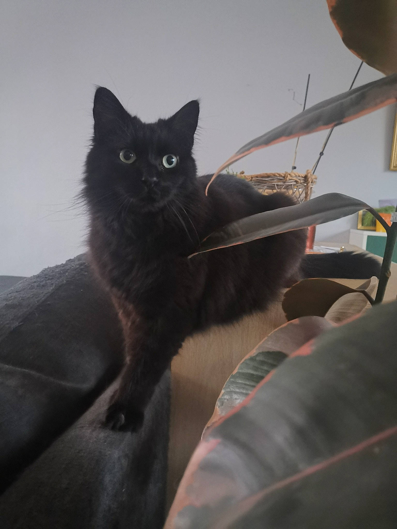 Miysis a rejoint le concours — aidez-le/la à gagner de superbes lots ! automotive_tire, black_cat, carnivore, cat, chair, comfort, domestic_short_haired_cat, eye, felidae, flowerpot, fur, grey, houseplant, leg, sitting, small_to_medium_sized_cats, snout, tail, whiskers, windshield