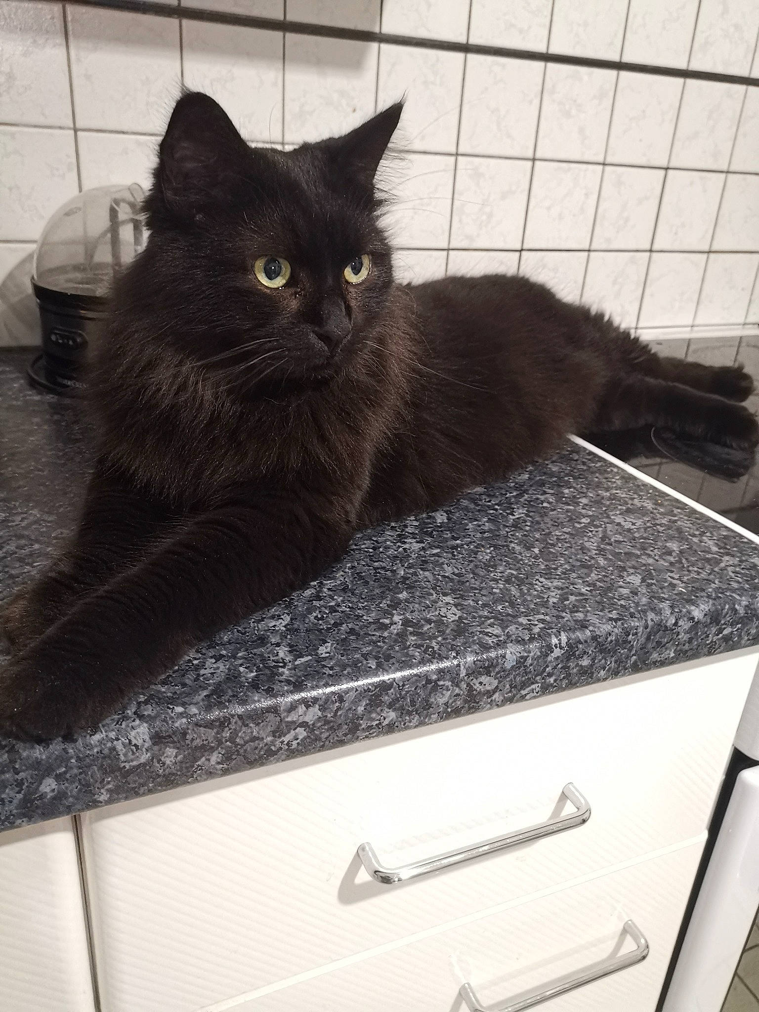 Miysis participe au concours pour gagner de l'argent avec cette photo : black_cat, cabinetry, carnivore, cat, claw, comfort, countertop, domestic_short_haired_cat, drawer, felidae, fur, grey, hardwood, kitchen, paw, pet_supply, rectangle, small_to_medium_sized_cats, tail, whiskers