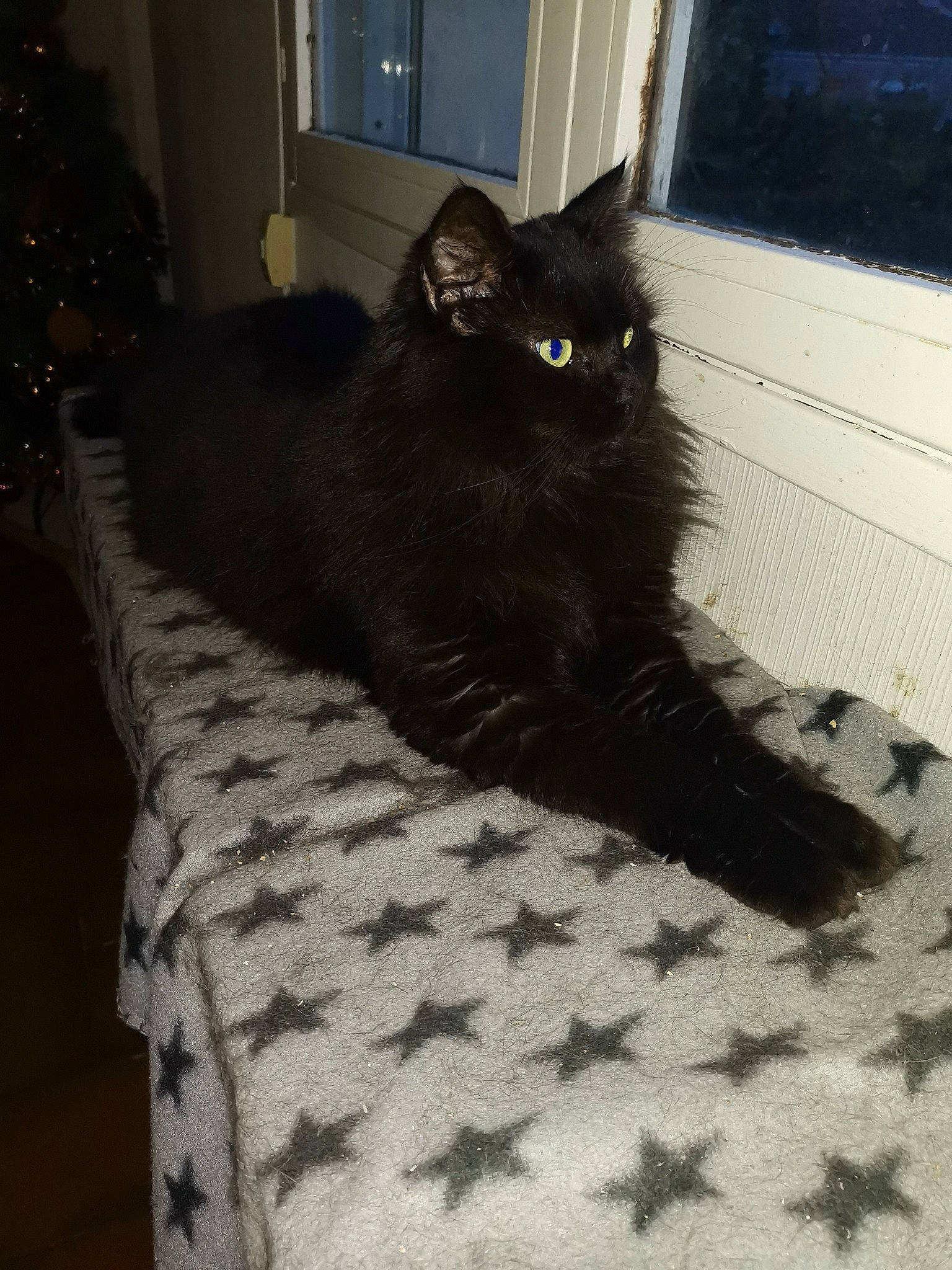 Miysis a rejoint le concours — aidez-le/la à gagner de superbes lots ! black_cat, bombay, carnivore, cat, cat_supply, christmas_tree, claw, comfort, domestic_short_haired_cat, door, felidae, flooring, fur, grey, linens, pattern, small_to_medium_sized_cats, tail, whiskers, window