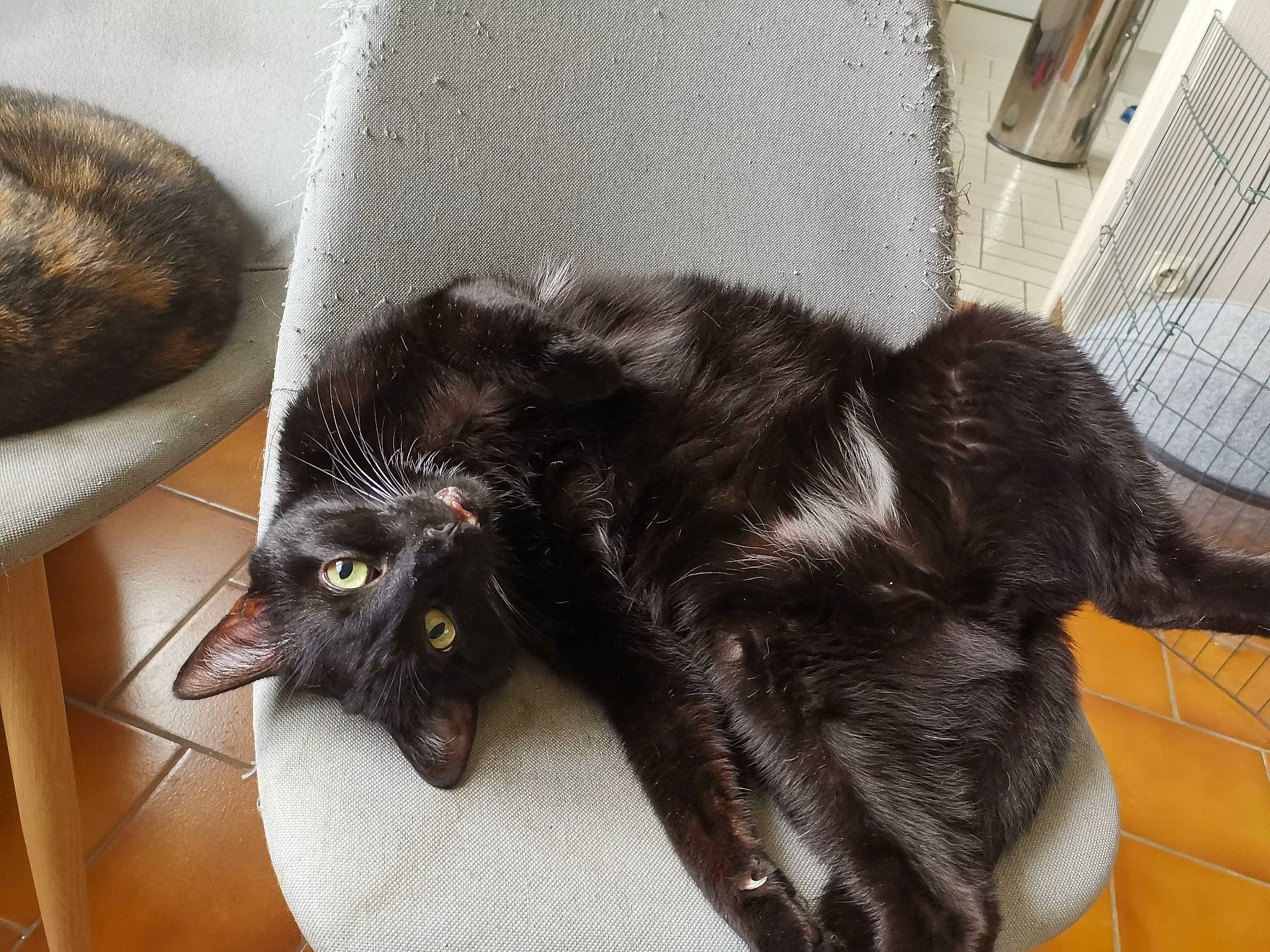 Khépri a rejoint le concours — aidez-le/la à gagner de superbes lots ! black_cat, bombay, carnivore, cat, claw, comfort, domestic_short_haired_cat, felidae, fur, grey, mammal, nap, paw, small_to_medium_sized_cats, tail, terrestrial_animal, vertebrate, whiskers