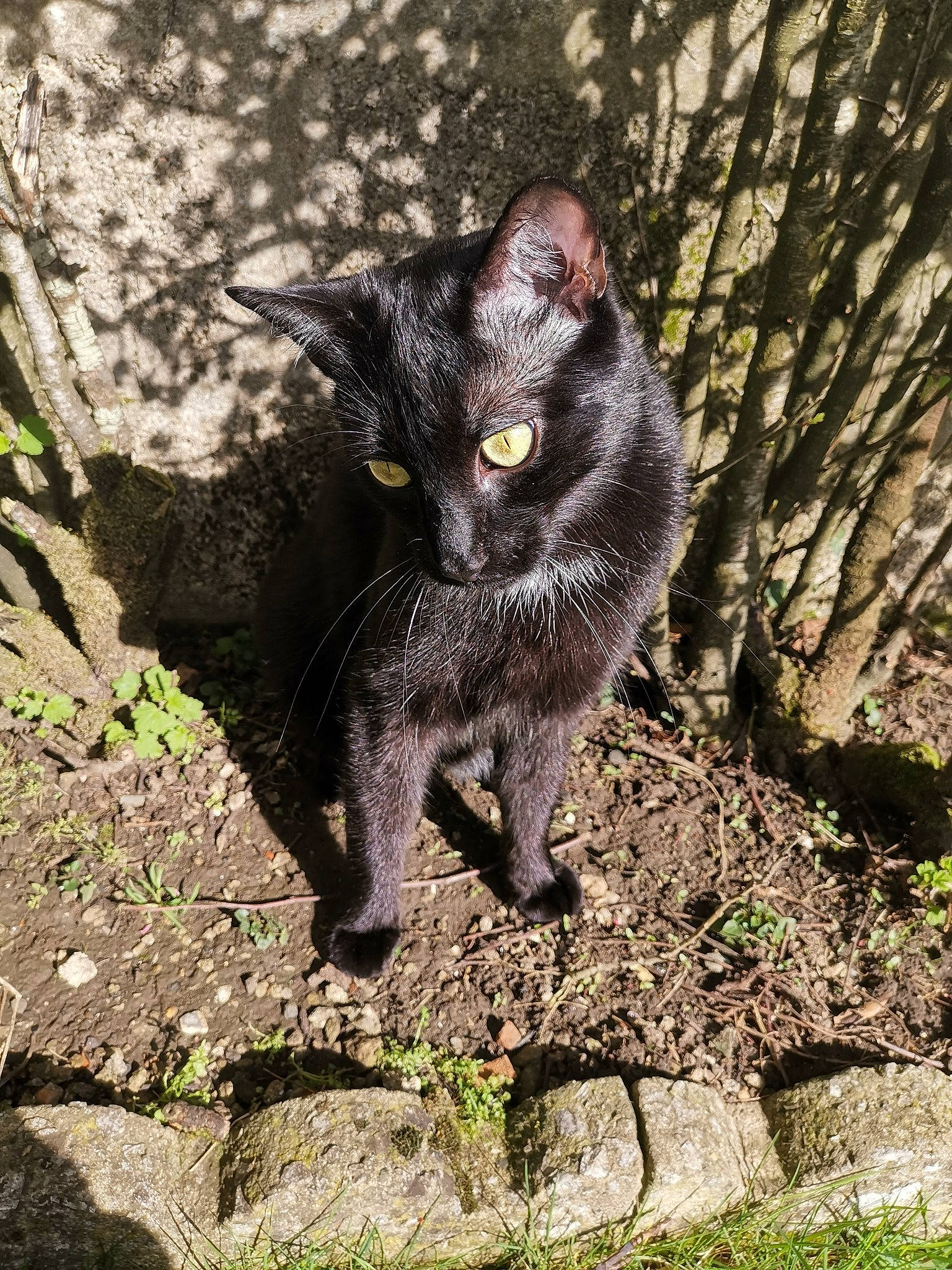 Khépri participe au concours pour gagner de l'argent avec cette photo : black_cat, bombay, carnivore, cat, domestic_short_haired_cat, felidae, fur, grass, groundcover, paw, plant, small_to_medium_sized_cats, snout, soil, tail, terrestrial_animal, tree, trunk, whiskers, wildlife