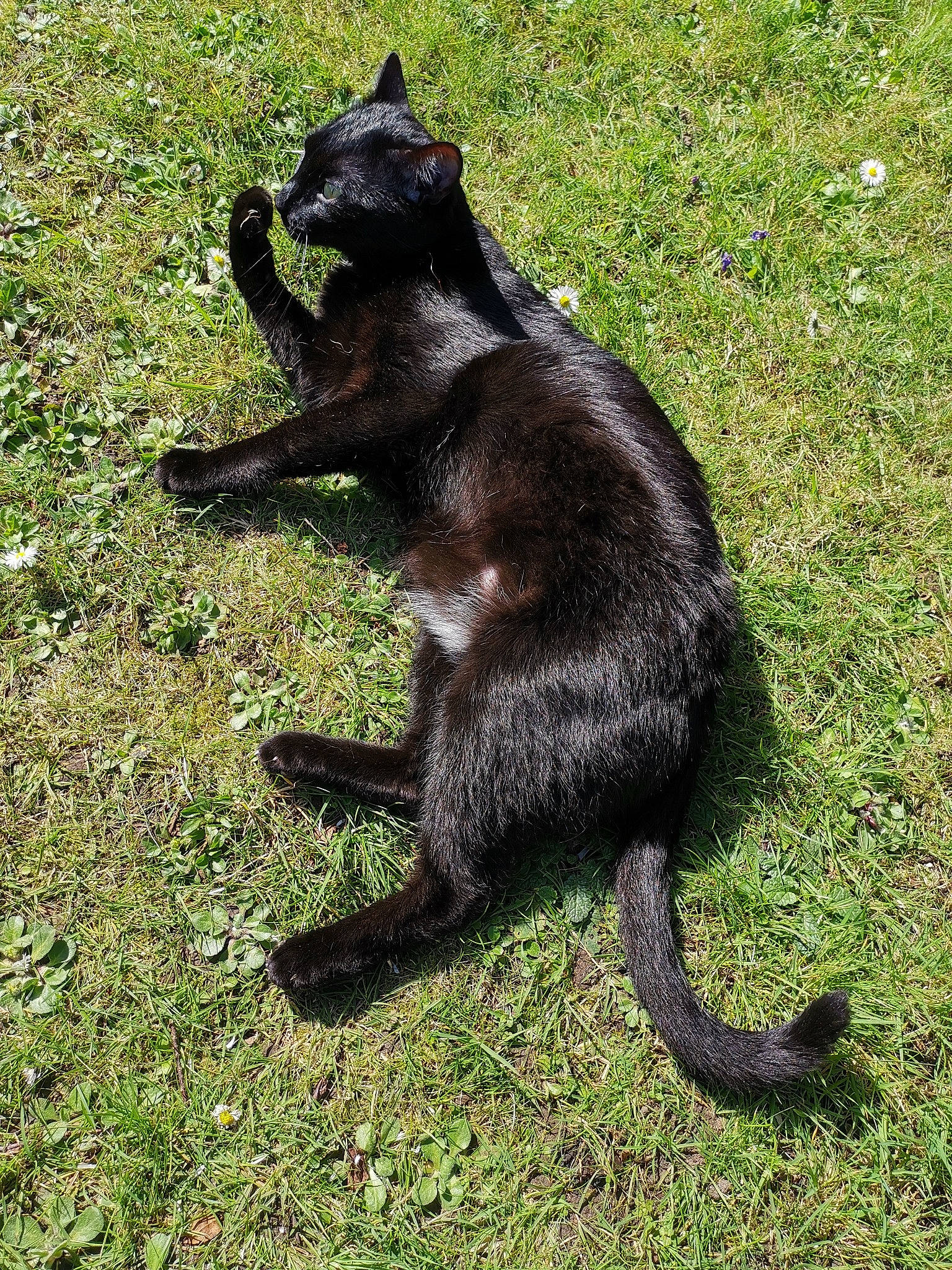 Khépri participe au concours pour gagner de l'argent avec cette photo : black_cat, bombay, canidae, carnivore, cat, claw, dog_breed, domestic_short_haired_cat, felidae, fur, grass, groundcover, paw, plant, small_to_medium_sized_cats, snout, sporting_group, tail, terrestrial_animal, whiskers