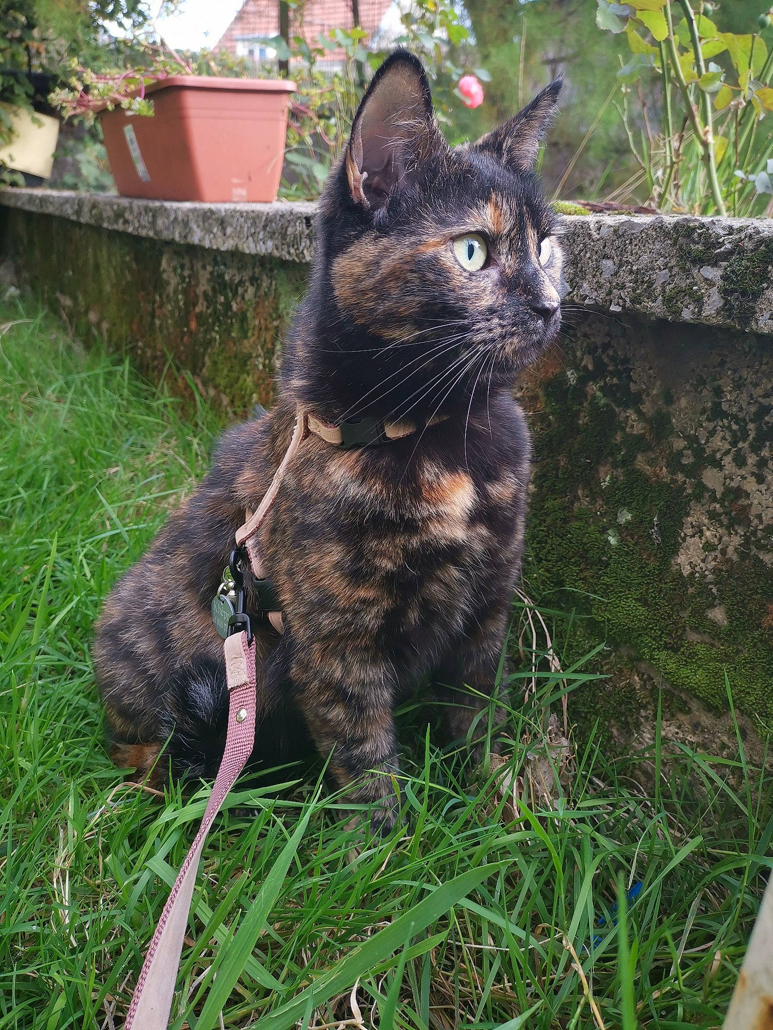 Pixel participe au concours pour gagner de l'argent avec cette photo : black_cat, building, carnivore, cat, collar, domestic_short_haired_cat, felidae, fur, garden, grass, groundcover, plant, shrub, sitting, small_to_medium_sized_cats, snout, tail, terrestrial_animal, tree, whiskers