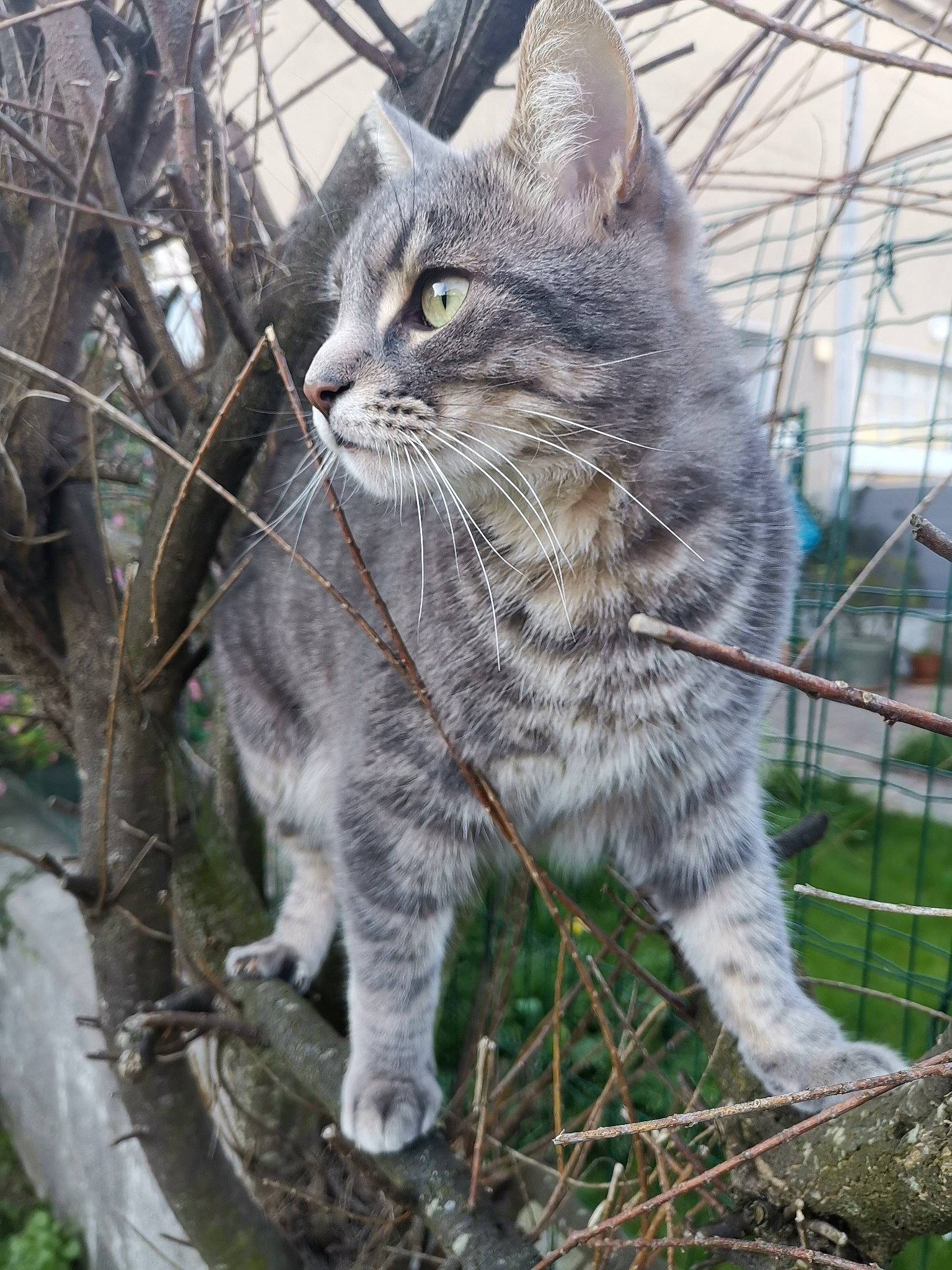 Imhotep participe au concours pour gagner de l'argent avec cette photo : branch, carnivore, cat, claw, domestic_short_haired_cat, felidae, fur, grass, groundcover, plant, small_to_medium_sized_cats, snout, tail, terrestrial_animal, tree, trunk, twig, whiskers, wildlife, wood