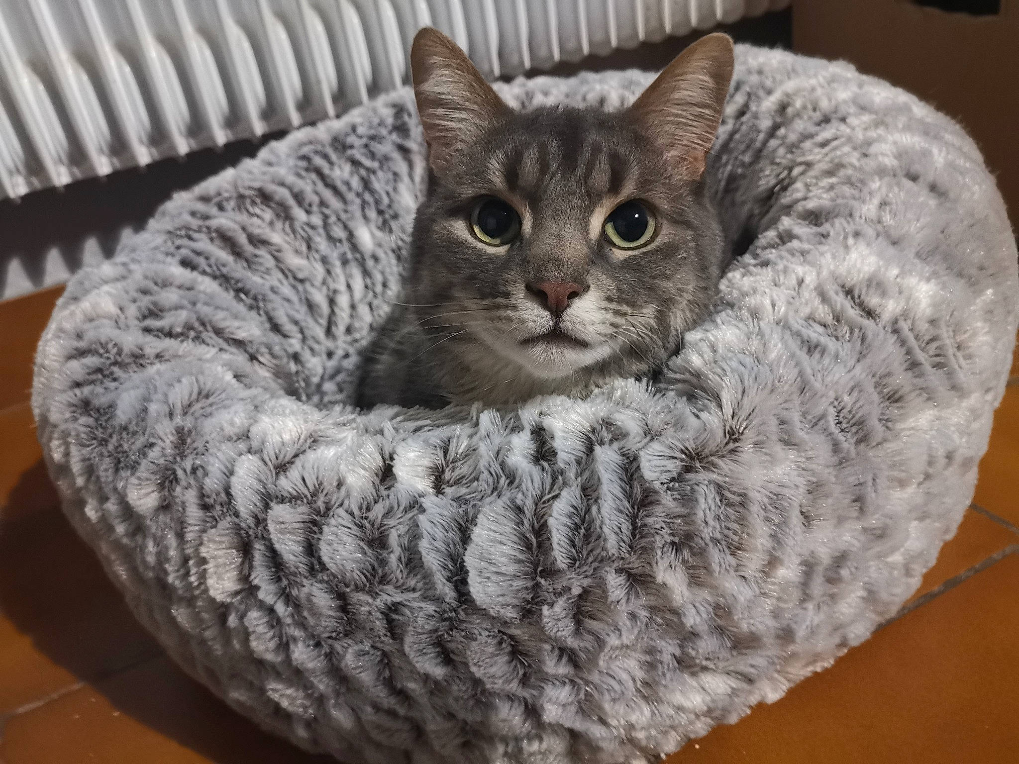 Imhotep a rejoint le concours — aidez-le/la à gagner de superbes lots ! basket, carnivore, cat, cat_bed, cat_furniture, cat_supply, circle, comfort, domestic_short_haired_cat, felidae, fur, grey, pet_supply, sitting, small_to_medium_sized_cats, snout, terrestrial_animal, tire, whiskers, wicker
