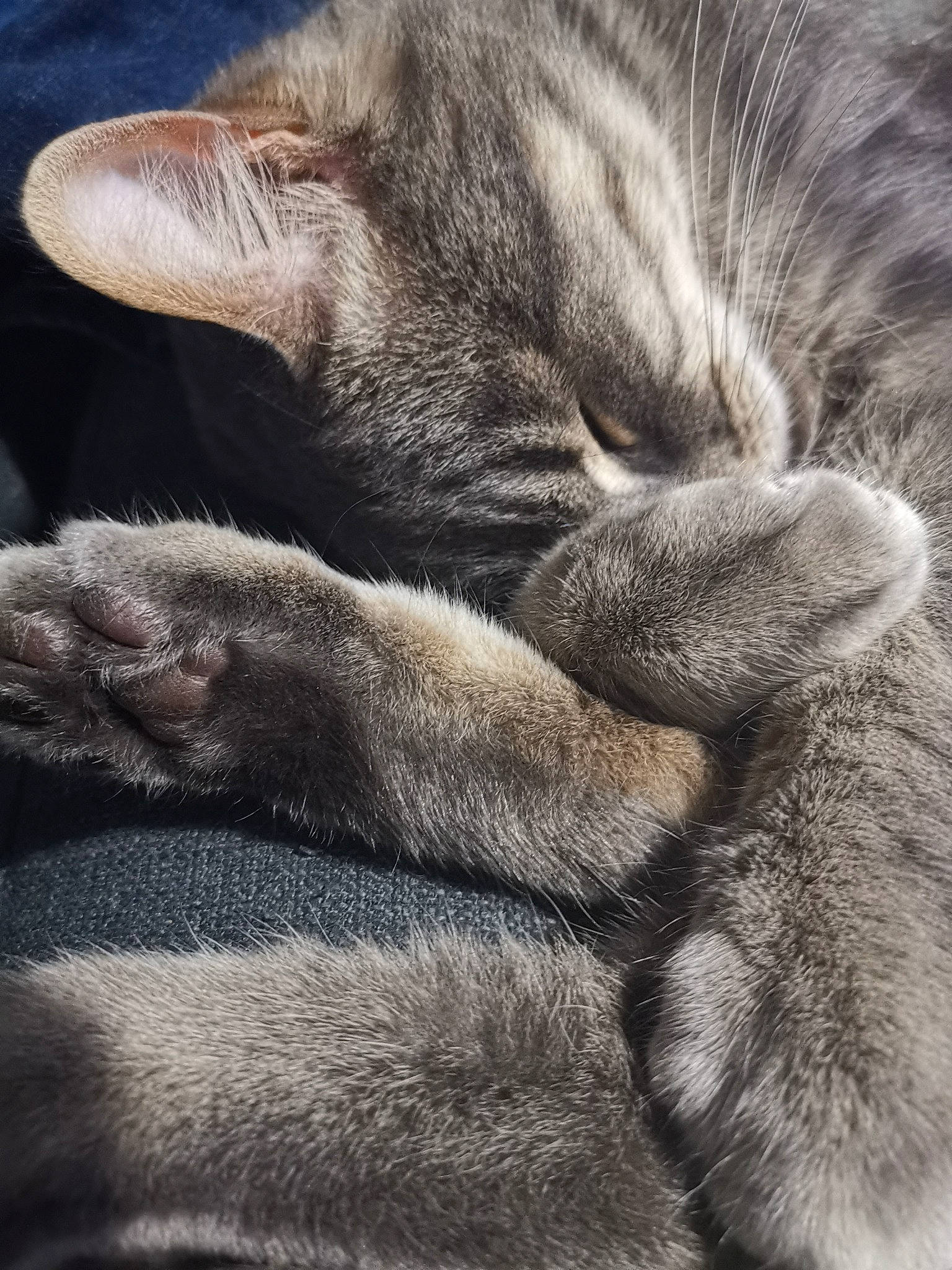 Imhotep participe au concours pour gagner de l'argent avec cette photo : carnivore, cat, claw, close_up, comfort, domestic_short_haired_cat, felidae, fur, gesture, grey, nap, paw, sleep, small_to_medium_sized_cats, snout, tail, terrestrial_animal, vertebrate, whiskers, wildlife