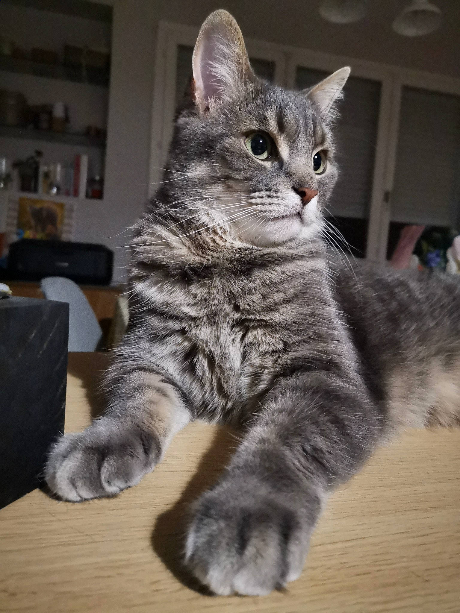 Imhotep participe au concours pour gagner de l'argent avec cette photo : carnivore, cat, claw, domestic_short_haired_cat, felidae, flooring, fur, grey, hardwood, paw, picture_frame, shelf, sitting, small_to_medium_sized_cats, snout, tail, whiskers