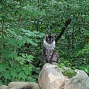 River is registered to the contest to win money with this photo: cat, rock, forest, greenery, leaves, nature, animal, outdoor, moss, tree, wildlife, pet, sitting, fur, stone, camouflage, wilderness, quiet, alert, natural