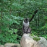 cat, rock, forest, greenery, leaves, nature, animal, outdoor, moss, tree, wildlife, pet, sitting, fur, stone, camouflage, wilderness, quiet, alert, natural