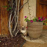 Coconut joined the competition — help win amazing prizes! cat, flower_pot, purple_flowers, wooden_door, rustic_wall, twisted_branches, soil, garden, plant, outdoor, pet, animal, fur, blue_eyes, curious, nature, potted_plant, ground, leaves, shrub