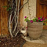 cat, flower_pot, purple_flowers, wooden_door, rustic_wall, twisted_branches, soil, garden, plant, outdoor, pet, animal, fur, blue_eyes, curious, nature, potted_plant, ground, leaves, shrub