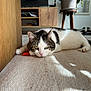 animal, black, brown, carpet, cat, cozy, feline, floor, home, indoor, pet, potted_plant, relaxed, resting, shadow, shoes, soft_light, sunlight, white, wooden_table