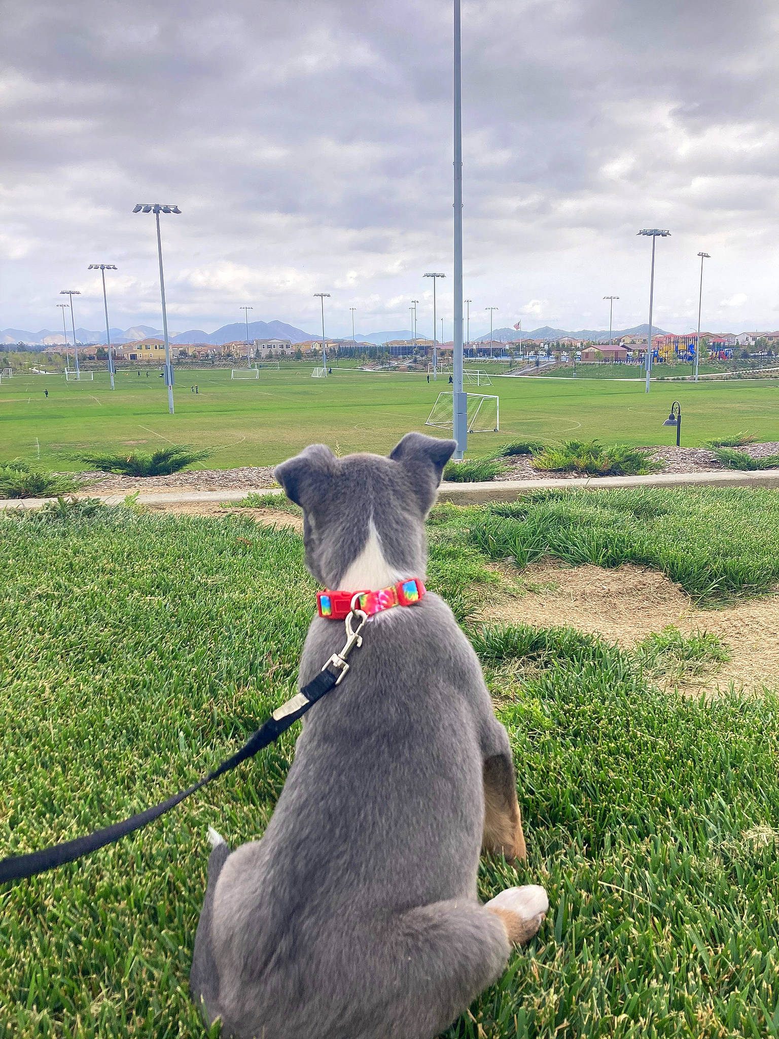 Stevie is registered to the contest to win money with this photo: canidae, carnivore, cloud, collar, companion_dog, dog, dog_breed, dog_collar, fashion_accessory, grass, grass_family, grassland, groundcover, leash, pet_supply, plant, sky, sporting_group, tail, working_animal