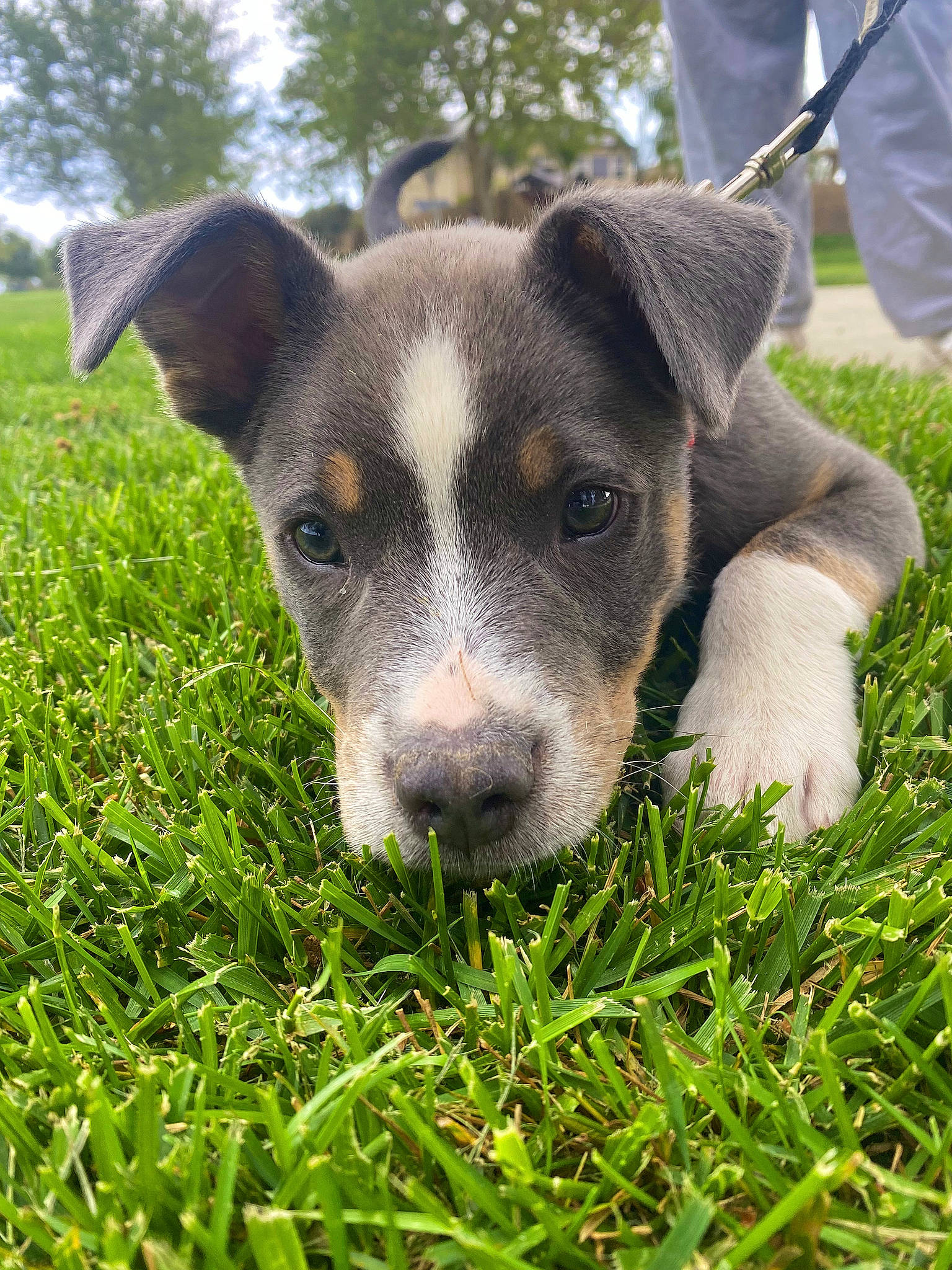 Stevie joined the competition — help win amazing prizes! canidae, carnivore, companion_dog, dog, dog_breed, eye, fawn, grass, grassland, groundcover, plant, puppy, snout, sporting_group, terrestrial_animal, tree, whiskers, working_animal, working_dog