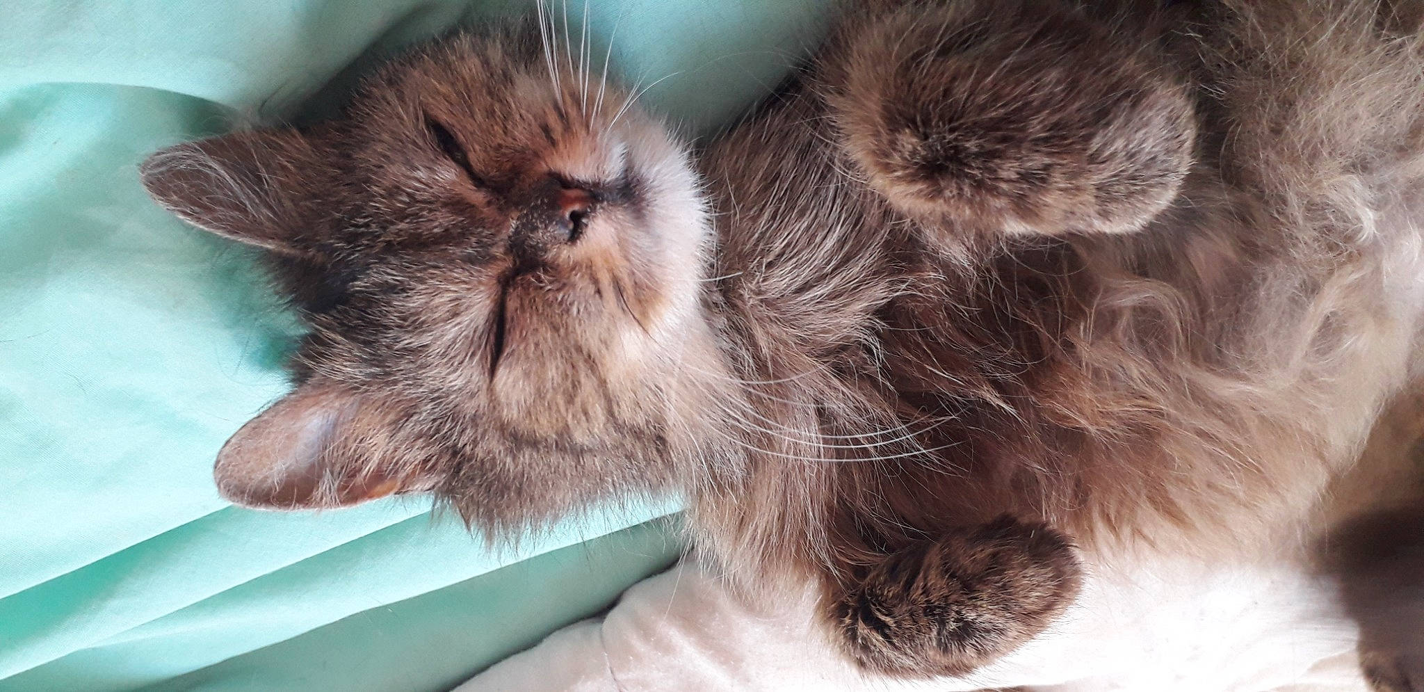 Kaliopy a rejoint le concours — aidez-le/la à gagner de superbes lots ! british_longhair, carnivore, cat, domestic_long_haired_cat, ear, fawn, felidae, fur, kitten, liver, maine_coon, mammal, norwegian_forest_cat, skin, small_to_medium_sized_cats, whiskers