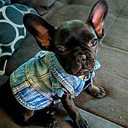 Sephiroth a rejoint le concours — aidez-le/la à gagner de superbes lots ! adorable, animal, black_dog, canine, couch, cute, denim_jacket, dog, domestic_animal, ears, french_bulldog, furniture, indoors, looking_up, pet_clothing, portrait, puppy, sitting, small_dog, young_dog
