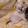 animal_face, blanket, cat, comfort, cute, feline, gray_cat, indoor, kitten, looking, patterned_blanket, pet, playful, resting, small_animal, soft_fur, two_cats, white_fur, yellow, young_animal