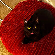 Nala a rejoint le concours — aidez-le/la à gagner de superbes lots ! cat, black_cat, yellow_eyes, tongue_out, red_cushion, plush, wooden_floor, power_strip, cord, indoor, pet, animal, cute, fur, relaxed, home, cozy, resting, playful, domestic