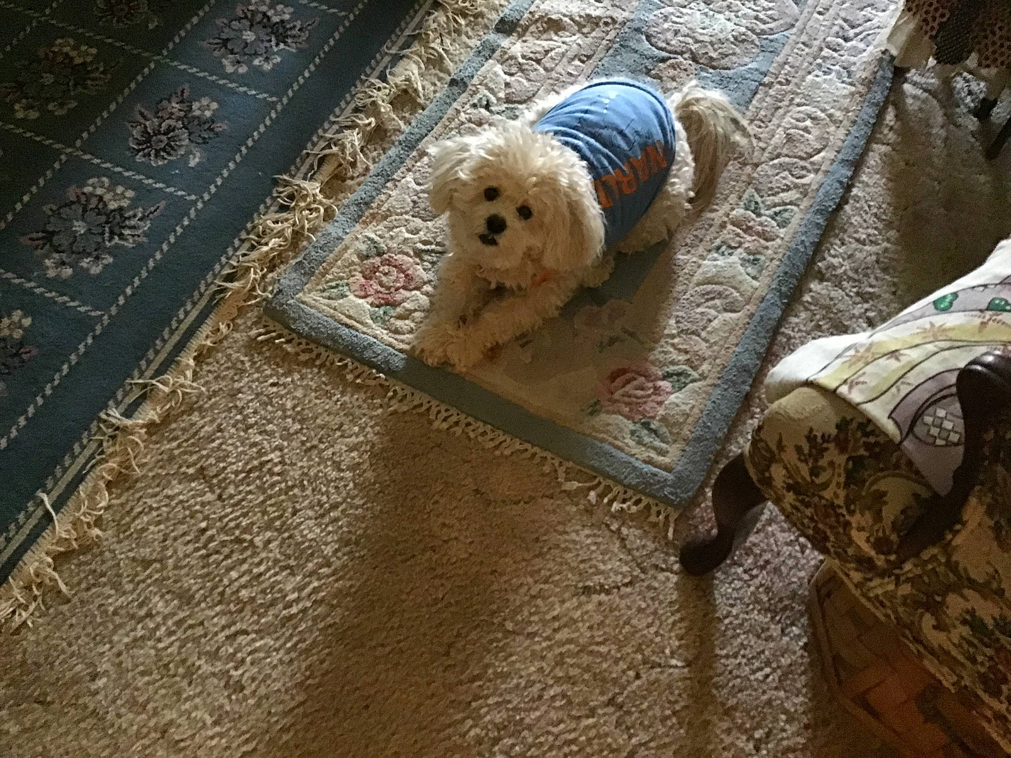 Sally joined the competition — help win amazing prizes! carnivore, carpet, chair, companion_dog, couch, dog, dog_breed, dog_clothes, dog_supply, fawn, floor, flooring, fur, linens, pattern, pet_supply, road_surface, sidewalk, toy_dog, wood