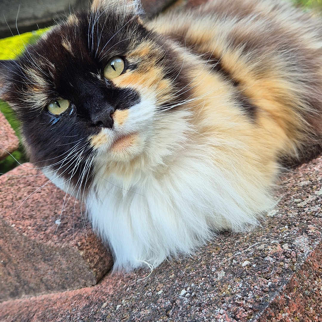 Minouche a rejoint le concours — aidez-le/la à gagner de superbes lots ! animal, calico_cat, cat, close_up, curious, daylight, eyes, feline, fluffy, fur, greenery, nature, outdoor, pet, portrait, relaxed, resting, stone_surface, texture, whiskers