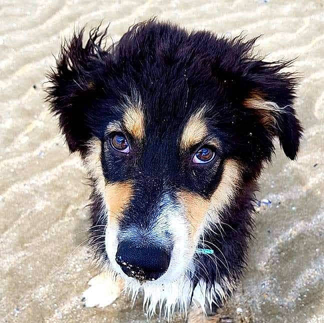 Néo a rejoint le concours — aidez-le/la à gagner de superbes lots ! ancient_dog_breeds, art, canidae, carnivore, companion_dog, dog, dog_breed, electric_blue, fur, herding_dog, sporting_group, terrestrial_animal, toy_dog, whiskers, working_animal, working_dog