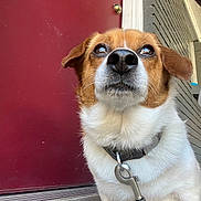 Mambo is registered to the contest to win money with this photo: dog, pet, close_up, brown_and_white, collar, leash, door, red_door, brick_wall, container, outdoor, animal, canine, curious, looking_up, fur, domestic_animal, portrait, side_view, house