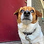 dog, pet, close_up, brown_and_white, collar, leash, door, red_door, brick_wall, container, outdoor, animal, canine, curious, looking_up, fur, domestic_animal, portrait, side_view, house