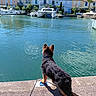 Bounty a rejoint le concours — aidez-le/la à gagner de superbes lots ! dog, water, boat, marina, dock, leash, puppy, outdoor, sunny, building, house, sky, reflection, rope, canine, pet, blue_sky, calm_water, summer, harbor