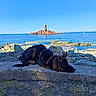 animal, blue_sky, calm, coast, dog, german_shepherd, island, landscape, nature, outdoor, pet, relaxation, resting, rock, scenic, sea, sky, sunny, tower, water