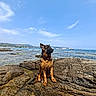 animal, blue_sky, boat, calm, cloud, coast, collar, dog, german_shepherd, landscape, nature, outdoor, pet, puppy, rock, sea, shore, sky, sunny, water